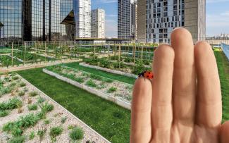 The innovative systems in Green Roof 4.0 from ZinCo have the potential to revolutionise the use of roofs, with regard to water retention, evaporation and biodiversity. Hand with a ladybird in front of a roof garden